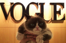 Grumpy Cat celebrated her birthday at Vogue magazine