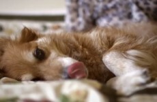 Meet the dog who sniffed out his owner's cancer and made the internet weep
