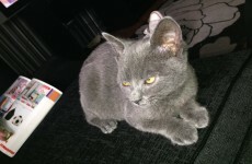 Man jailed for 4 months after stealing kitten to give to his mother at Christmas