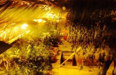 'Sophisticated' cannabis growhouse discovered by gardaí in Tuam