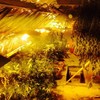 'Sophisticated' cannabis growhouse discovered by gardaí in Tuam