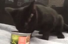 The noise this cat makes while it eats will either disturb or delight you