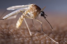 Cases of malaria in Ireland rise for the third year in a row