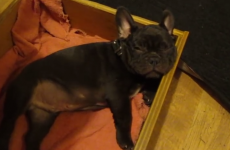 Puppy grumbles adorably about bedtime