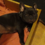 Puppy grumbles adorably about bedtime