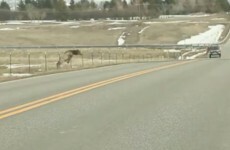 Watch this little elk do furious battle with a tricky fence
