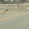 Watch this little elk do furious battle with a tricky fence