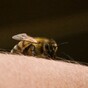 What's the worst place to be stung by a bee? This student has found out...