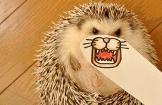 This hedgehog's adorable paper makeovers will make you smile
