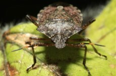 US farmers fear plague of 'stink bugs'