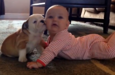 Bulldog puppy kisses baby, causes extreme cutesplosion