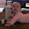 Bulldog puppy kisses baby, causes extreme cutesplosion
