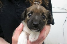 Six four-week-old puppies found with tails illegally cut