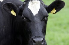 Growth sector: AIB unveils €500m farm fund