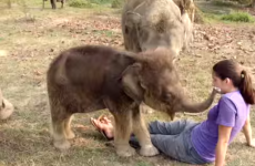 Puzzled baby elephant tries to find human friend's trunk
