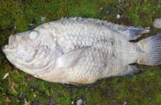 Someone in England has been flushing piranhas down the toilet