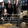 Two ministers, some sheep, and a city centre photo-op. What could go wrong?
