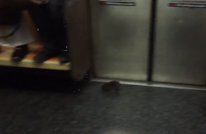 Rat invades New York subway train, causes mass commuter freakout