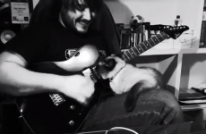 Cat fights man over his guitar playing