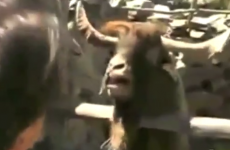 Game of Goats is the most ridiculous thing you'll see today
