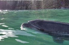WATCH: Cheery Fungi the Dolphin plays with boaters in Dingle Bay