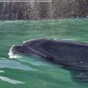 WATCH: Cheery Fungi the Dolphin plays with boaters in Dingle Bay