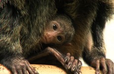 Your heart won't be able for this tiny baby monkey at Dublin Zoo