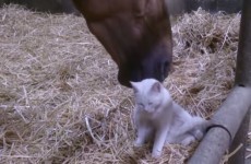 Caring horse nuzzles a little white cat, cuteness ensues