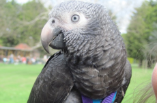 Fearless pet parrot saves owner from attacker during daily walk in park