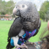 Fearless pet parrot saves owner from attacker during daily walk in park