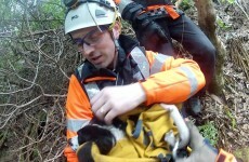 Video and photos: Coast Guard rescues a dog at Howth cliff