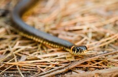 A snake was discovered in a pipe in a Cavan pub