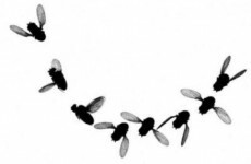 How much do fruit flies and fighter jets have in common? A lot, actually