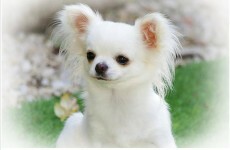 Crufts winner 'Xena' among five chihuahuas nabbed by dog snatchers