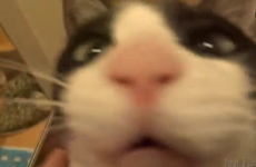 Joyous cat puts an end to ALL bad cat stereotypes