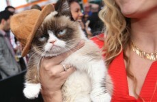 Grumpy Cat wore Pharrell's hat to the MTV Movie Awards