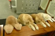 Extremely well-mannered dogs pray together before eating dinner