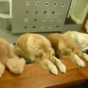 Extremely well-mannered dogs pray together before eating dinner