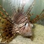 Jamaica is still trying to get rid of the invasive lionfish that is eating everything in the sea