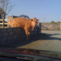 12 animals who are stuck in odd places, but are totally OK with it