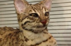 Here's why @CrapTaxidermy is a horrifying Twitter must-follow