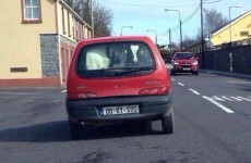 How many calves can you fit in the back of a small red Fiat?