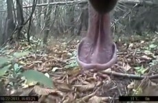 Finally... Someone's given a European bear a camera and sent it to the woods to make a documentary
