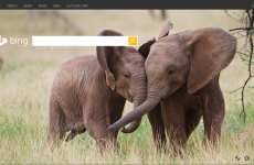 Bing's homepage today includes a giant elephant penis