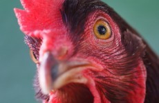 Bird flu outbreak prompts chicken cull in Japan