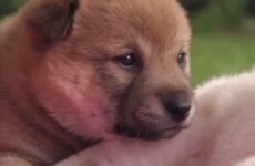 Puppies learn basic life skills for the first time, adorable failing ensues
