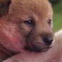 Puppies learn basic life skills for the first time, adorable failing ensues