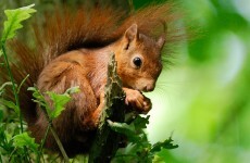 Pine martens could be helping the red squirrel make a comeback, but we need "continued research"