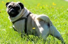 South Dublin hands out more on-the-spot dog control fines than any other local authority