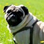 South Dublin hands out more on-the-spot dog control fines than any other local authority